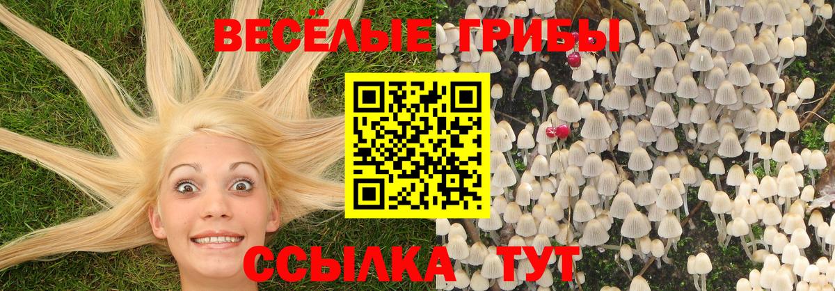 Галлюциногенные грибы Psilocybe Кушва